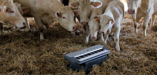 Des vaches sont autour d'un synthétiseur