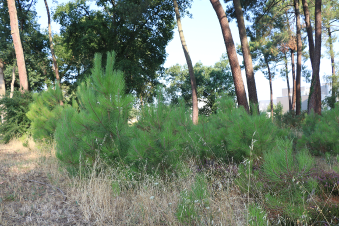 NUM2_2026_0709_093414.png